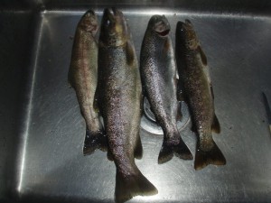1.1.They'reWhat'sForDinner.2BrownTrout.2RainbowTrout